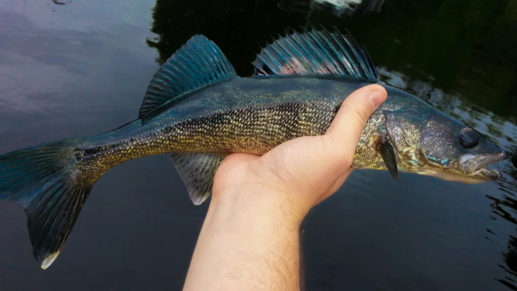 Walleye – The Crown Jewel of Lake Kipawa Fishing