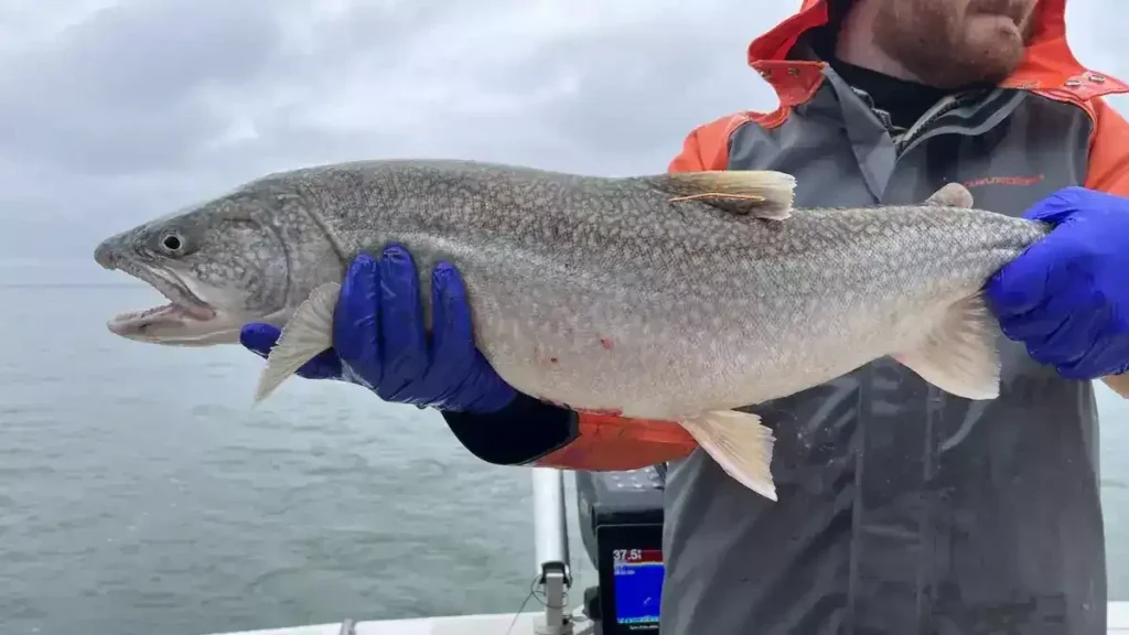 Lake Trout