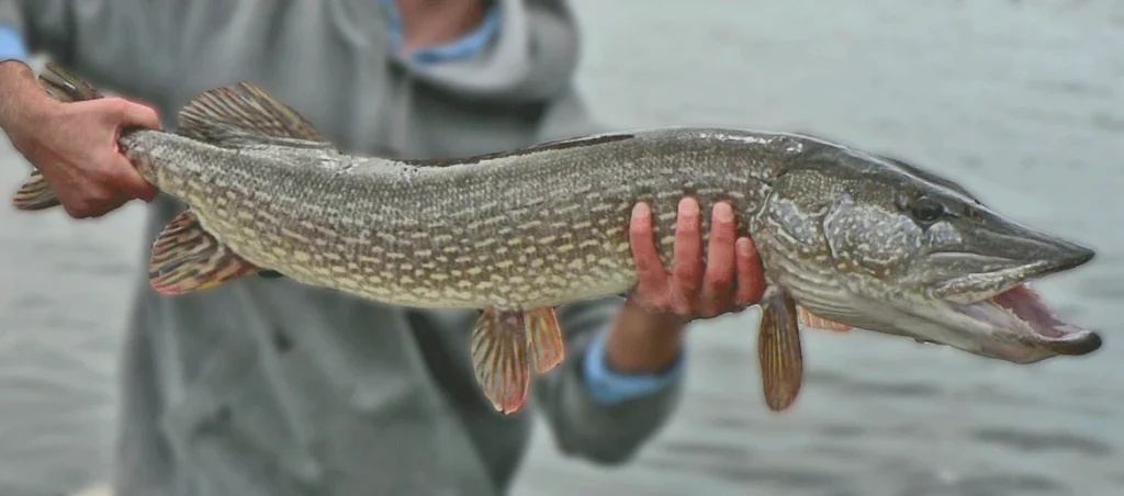 Northern Pike